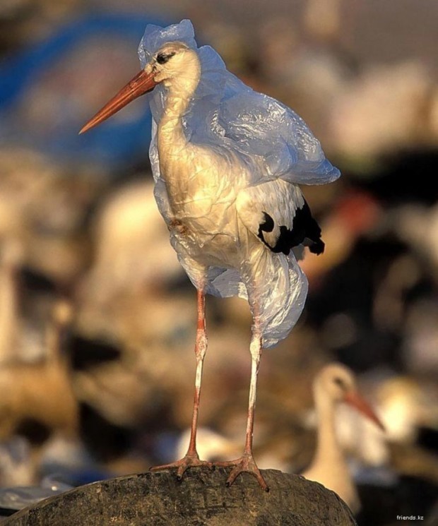 Plastik paketga o‘ralib qolgan laylak