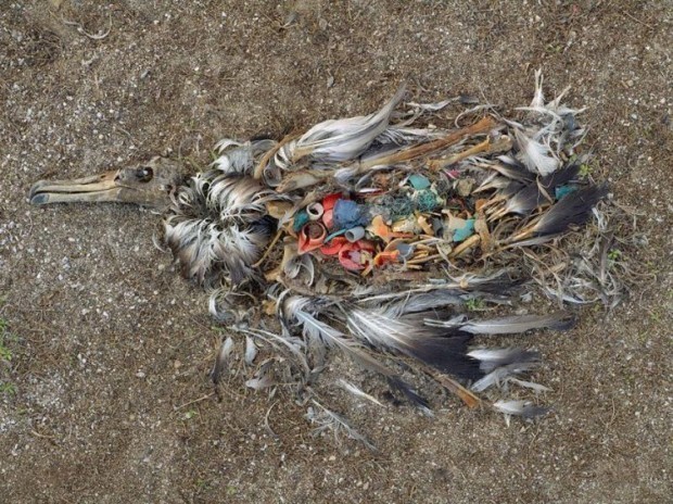 Miduey orolida o'lik Albatros qushi ko'p plastik chiqindilarni iste'mol qilgani tufayli bo'ldi
