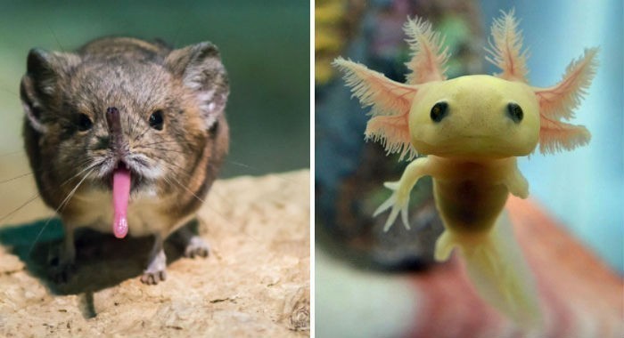 Prigunchik va aksolotli