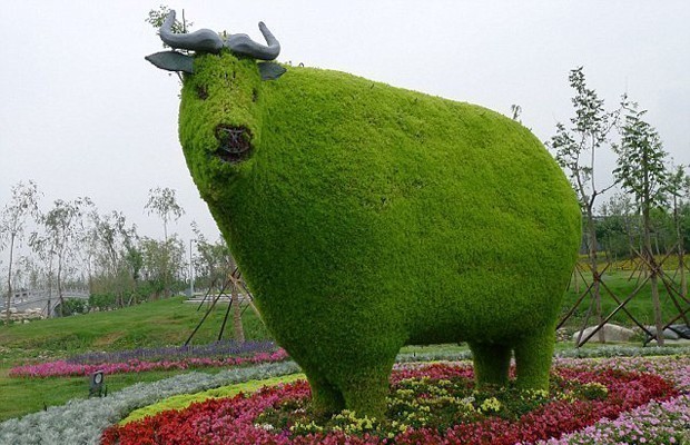 3. O'ziga to'q va flegmatik ko'rinishda bo'lgan bu sigir ko'plab sayyohlarning nigohini tortmoqda