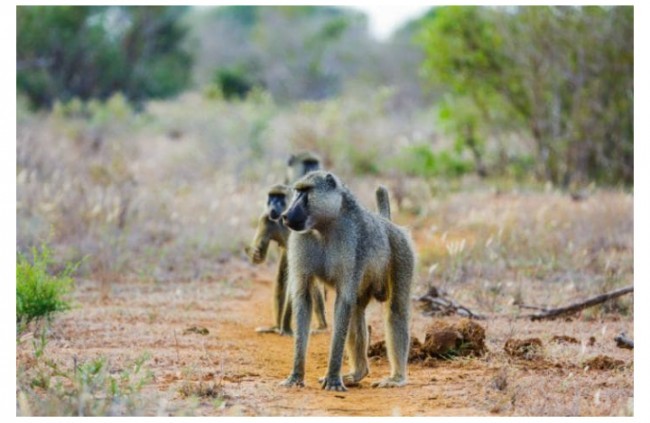 Selus ovchilik rezervat, Tanzaniya. 2014 yildan buyon havf ostida. 