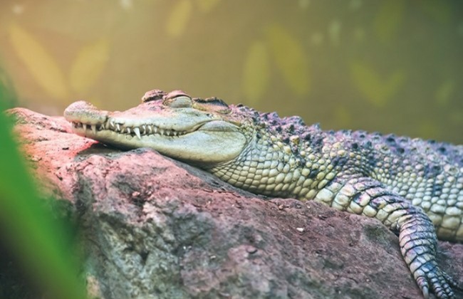 Bitta bakteriya Yerdagi deyarli barcha tirik mavjudotlarni qirib yuborgan