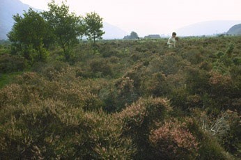 Pullik eman daraxti (Mari oroli, Shotlandiya)