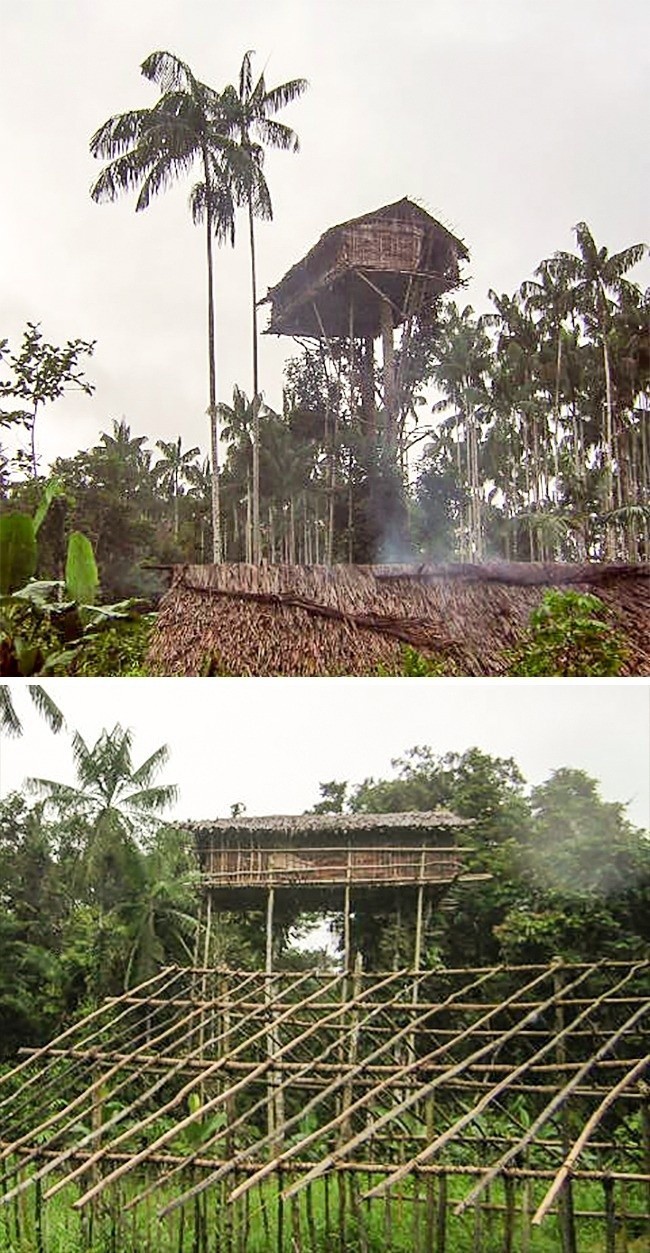 3. Korovai qabilasining daraxt ustidagi uylari, Indoneziya