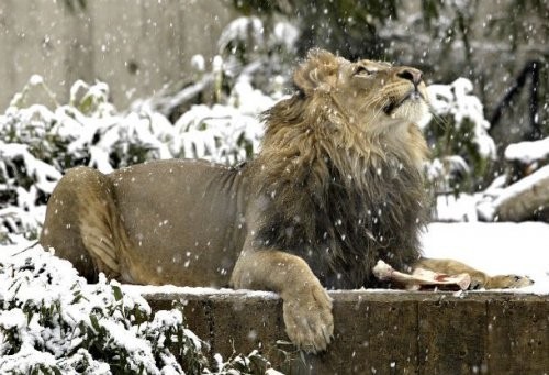 18. Smitsonov milliy zoologik bog’i (Smithsonian National Zoological Park)