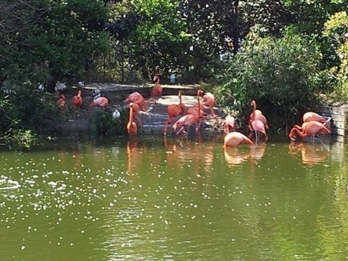 17. Djeksonvilldagi zoopark (Jacksonville Zoo)