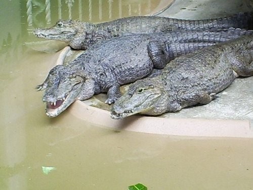 21. Sent-Luis zooparki (St. Louis Zoo)