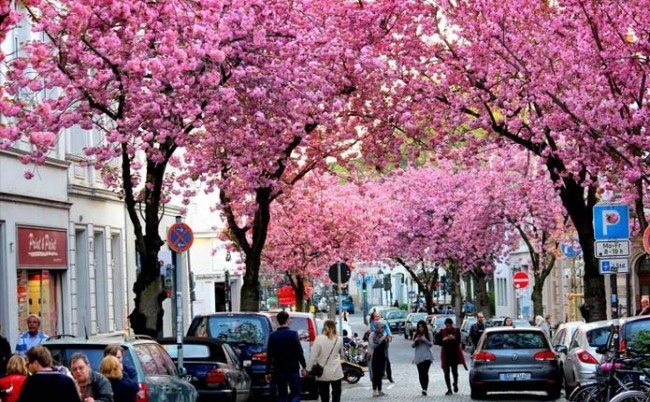 Cherry Blossom Avenue
