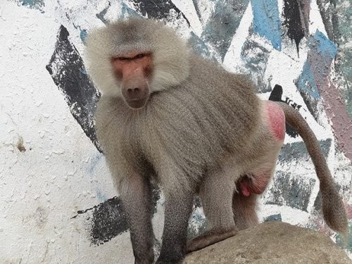 Babuinlar ba’zan itlarni olib qochadilar