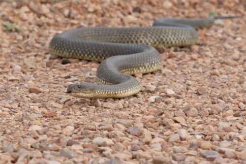 18. Jigarrang qirol yoki mulga