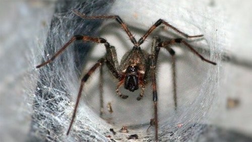 15. Hexathelidae oilasi o’rgimchaklari