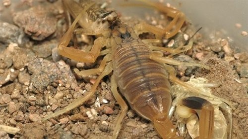  7. Leiurus quinquestriatus turidagi chayon