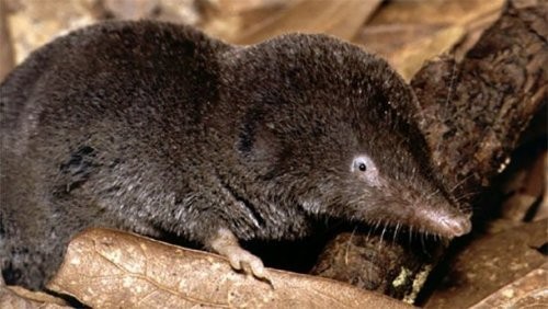 6. Janubiy kalta dumli burozubka