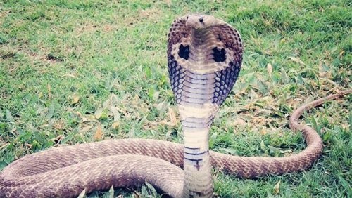 1.	Qirol kobrasi yoki gamadriad