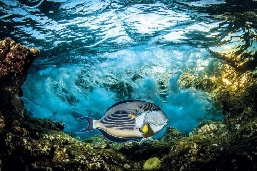 “Kamyob kadr”  kategoriyasi