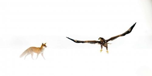 “Jonli tabiatga nazar” kategoriyasi