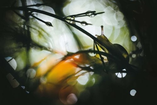 “Kichik olam” kategoriyasi