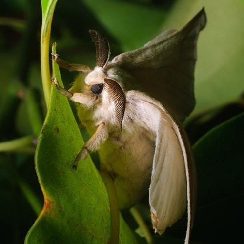Bobiks Mori (Bombyx Mori)
