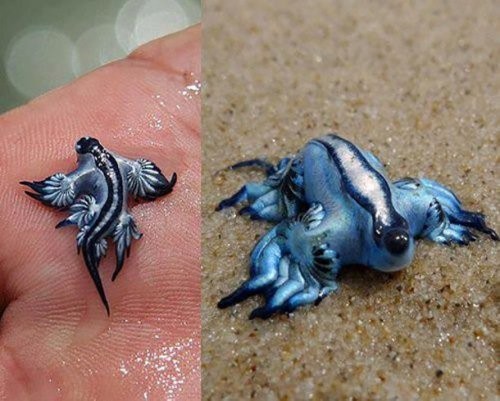 Atlantik glavki (Glaucus atlanticus)