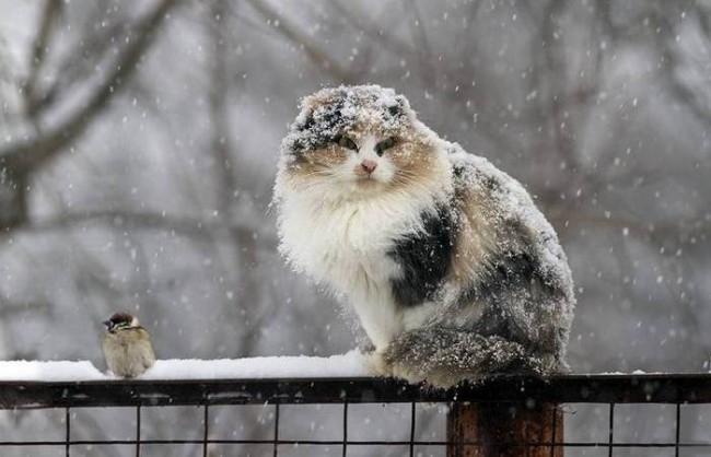 10. Yomg’ir shakllari