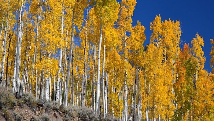 4. Pando – ansolsimon tog’terak