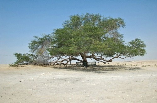 6. Hayot daraxti