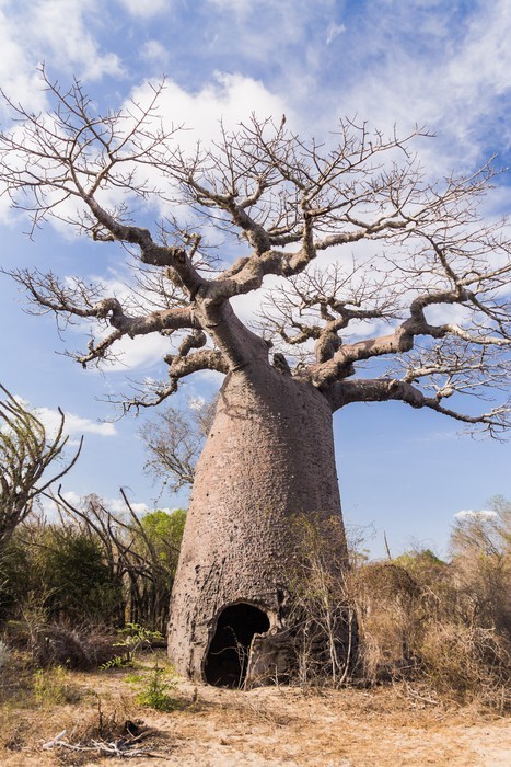 1. Baobab