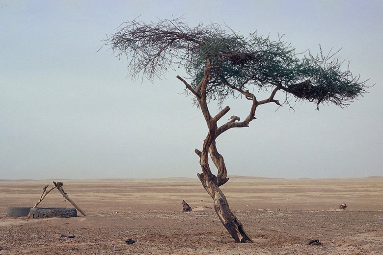 9. Tenere daraxti