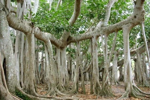 10. Banyan: Maxabodxi daraxti
