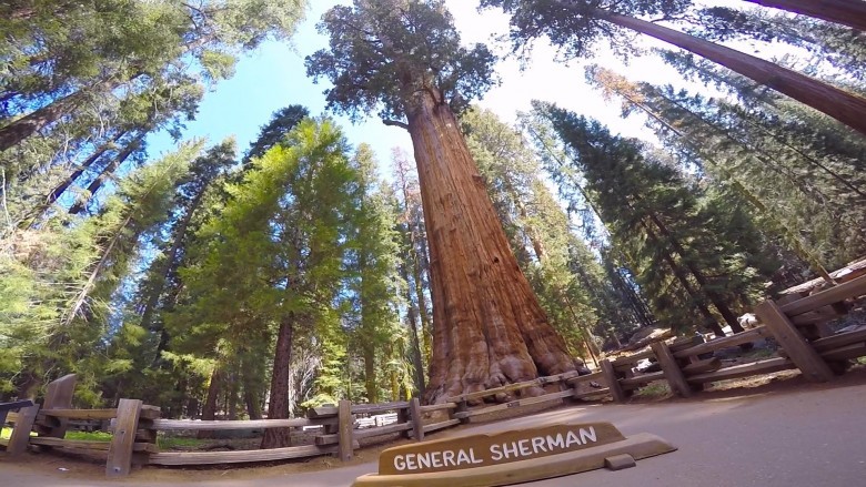 3. “General Sherman” ulkan sekvoya
