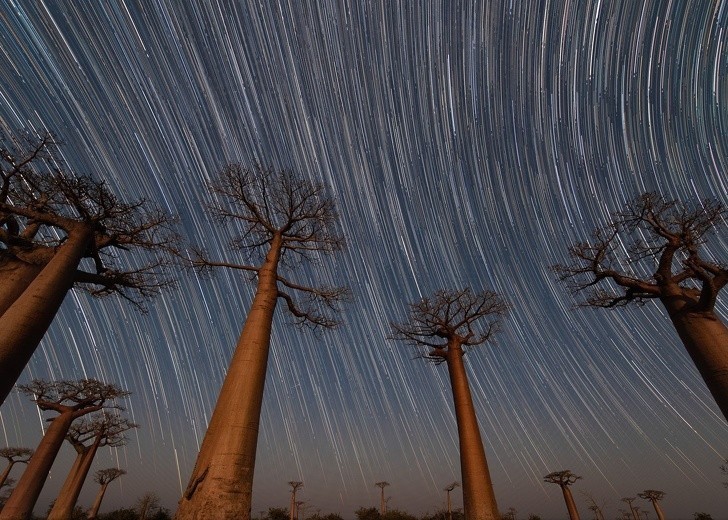 13. Van Gog uslubidagi baobab daraxtlari