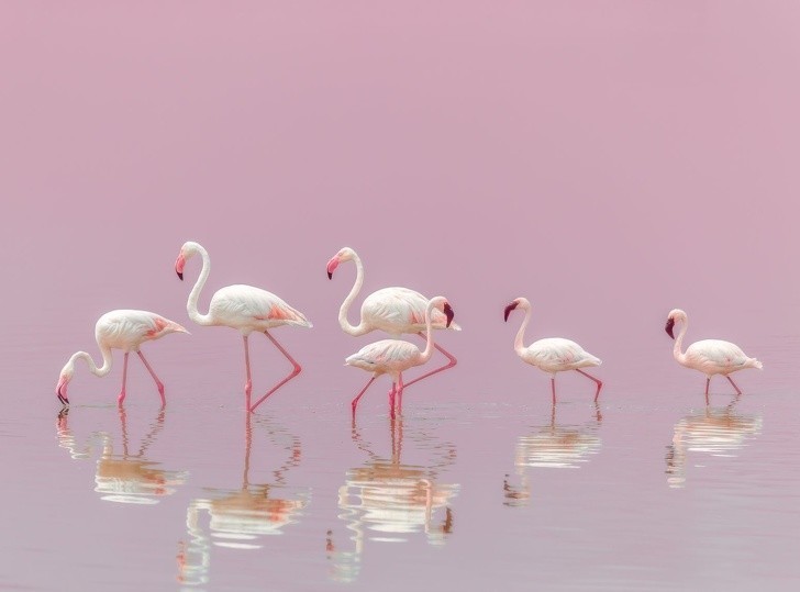 22. Flamingo