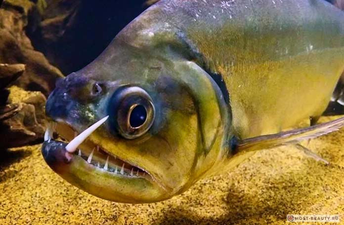 Payara