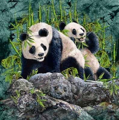 Suratda nechta panda borligini sanab ko'ring