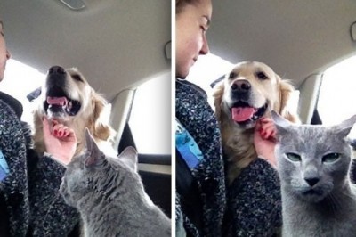 «Оskar» mukofotiga sazovor artistik mushuklar