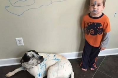 Kichkina bolachalar bilan uy hayvonlaringizni tashlab ketmasligingiz haqidaqi 20ta sabablar