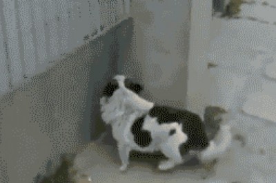 Xar hil to'siqlardan qochishga yo'l topa olgan aqilli hayvonlar