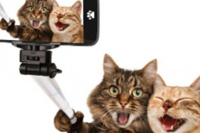 Mushuklar ham selfi rasmlarga tushishni boshlashdi