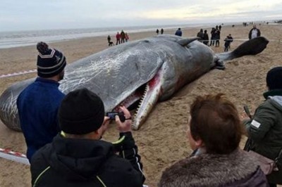 Okeanlardagi chiqindilar kashalotlarning nobud bo‘lishiga olib kelmoqda