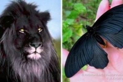 Tun 17ta hayvonlarni qora rangga bo'yab qo'yganligi haqida