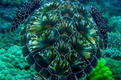 Turli hil hayvonlar — yashirinish ustasi bo'lishganda