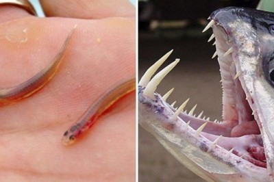 Amazonka daryosining havfli jonzotlari