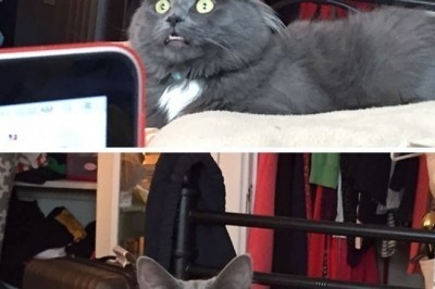 Hayotda bir nimalarni birinchi bor qilishayotgan hayvonlarning xatti-harakatlari