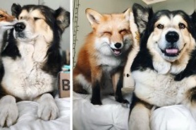 Tulki va kuchuk eng inoq do'st bo'lib qolishdi!