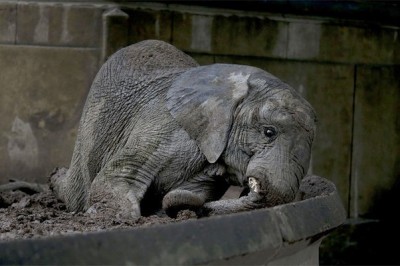 Argentinadagi hayvonot bog’i yopilganda qafasdagi hayvonlarni o’limga tashlab ketishdi