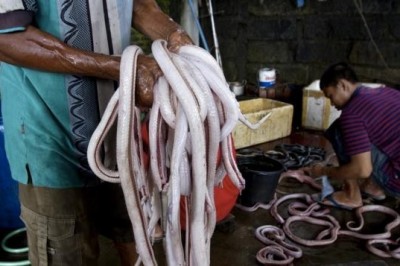 Ba'zi mamlakatlarning ekstremal milliy taomlari