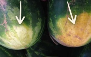 Tarvuzni qanday qilib to'g'ri tanlash: fermerlar aytib bergan tryuklar