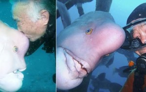 Ushbu yapon dayveri 25 yildan beri baliq Yoriko bilan do’st  