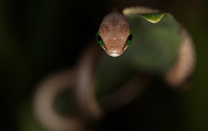 Dunyoning eng zaxarli ilonlari