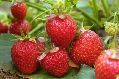 Qiziqarli dunyo: Qulupnayning siz bilmagan ajoyib xususiyatlari